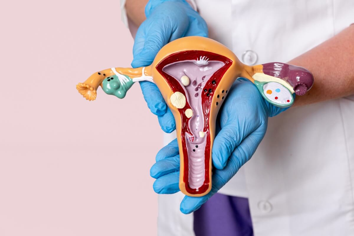 Professionnel de sant&eacute; pr&eacute;sentant un mod&egrave;le anatomique de l&rsquo;appareil reproducteur f&eacute;minin pour expliquer une pathologie gyn&eacute;cologique ou un traitement lors d&rsquo;une consultation m&eacute;dicale