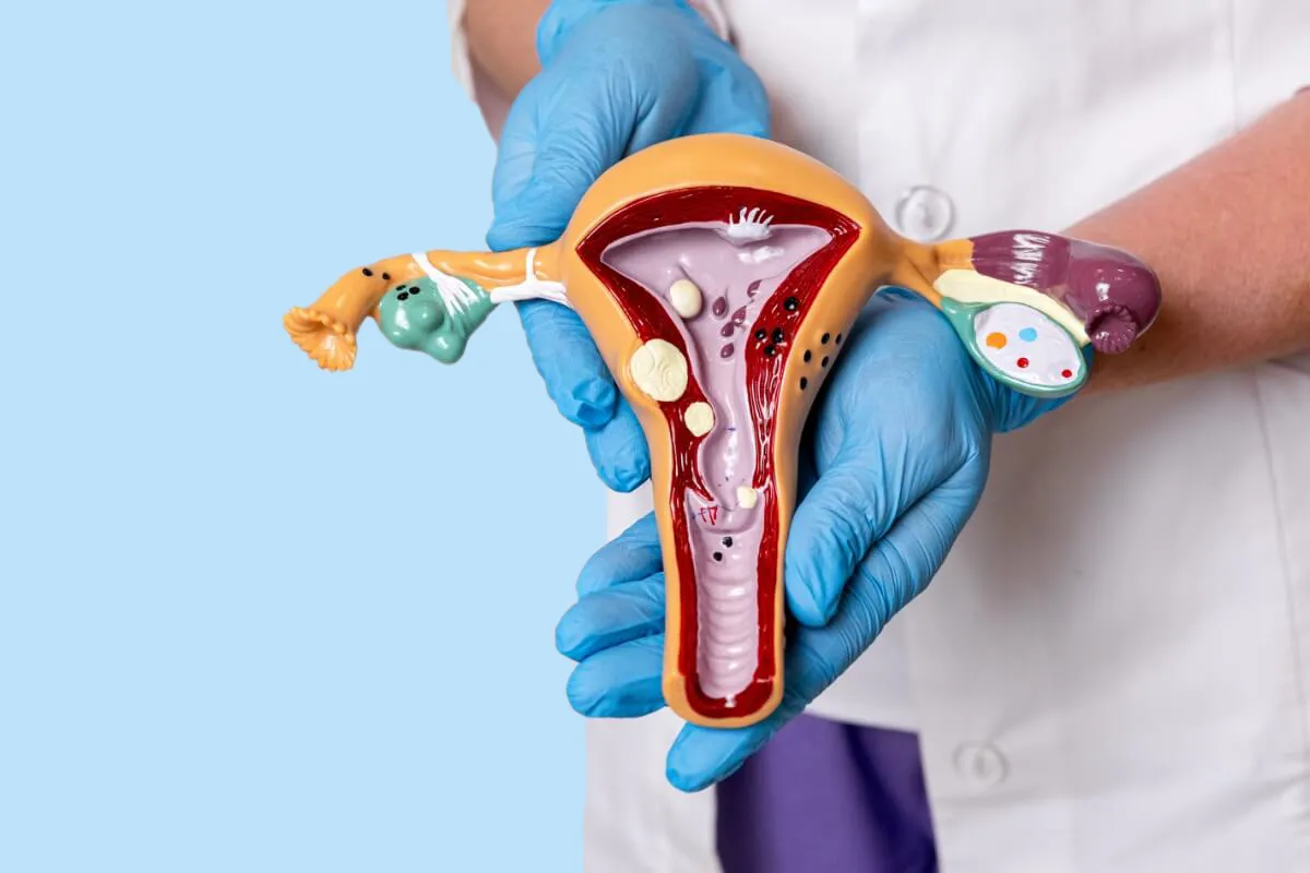 Professionnel de sant&eacute; pr&eacute;sentant un mod&egrave;le anatomique de l&rsquo;appareil reproducteur f&eacute;minin pour expliquer une pathologie gyn&eacute;cologique ou un traitement lors d&rsquo;une consultation m&eacute;dicale